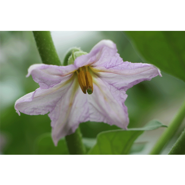 金蕾茄子瀑梗，茄子野性遺傳育種上的一場(chǎng)革命